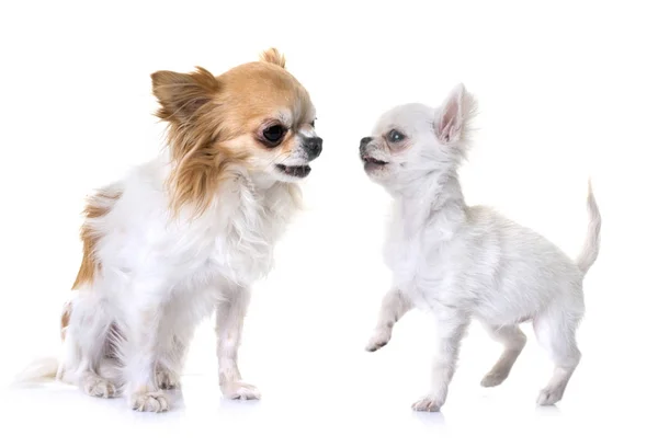 Chihuahua yavru ve Yetişkin — Stok fotoğraf