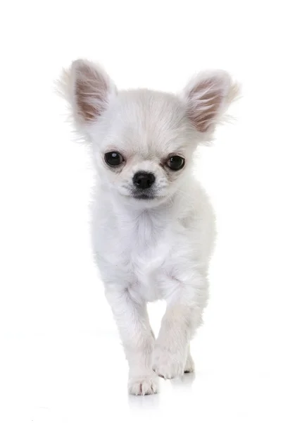 Puppy chihuahua in studio — Stockfoto