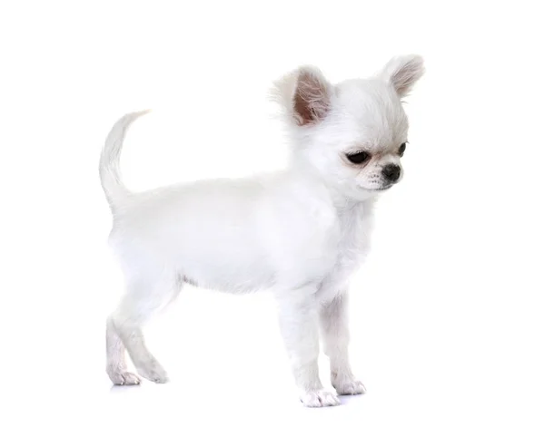 Puppy and adult chihuahua — Stock Photo, Image