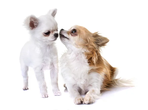 Puppy and adult chihuahua — Stock Photo, Image