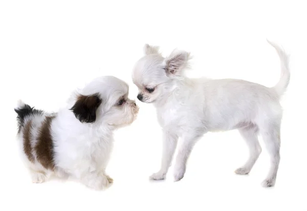 Puppy shih tzu and chihuahua — Stock Photo, Image