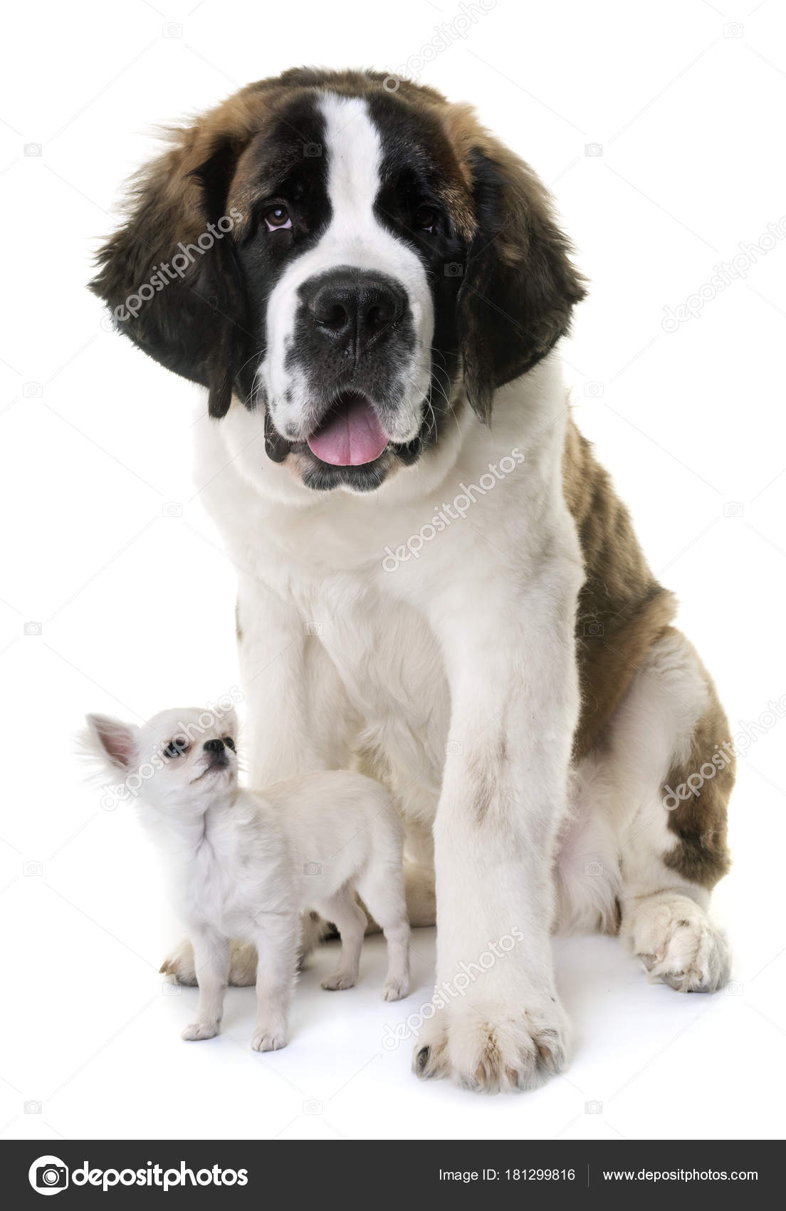 saint bernard chihuahua