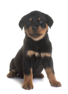 yavru rottweiler Studio
