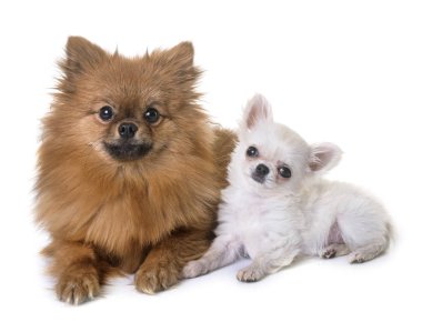 köpek chihuahua ve pomeranian