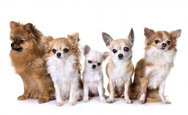 chihuahua ve spitz grubu