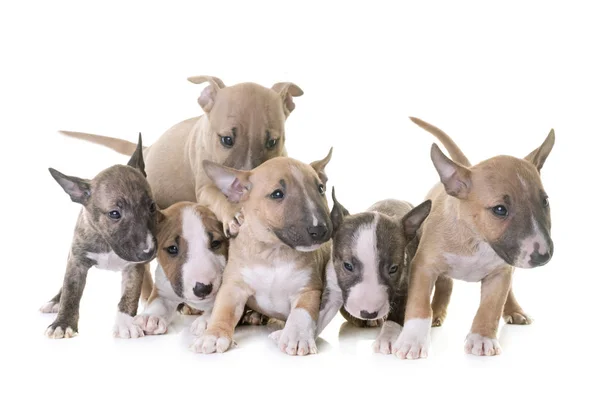 Group of miniature bull terrier — Stock Photo, Image