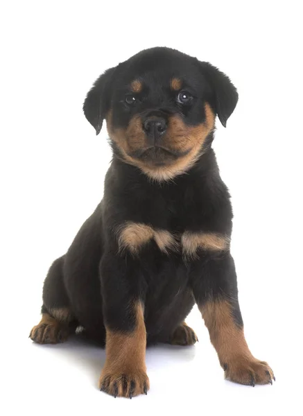 Cachorro rottweiler em estúdio — Fotografia de Stock