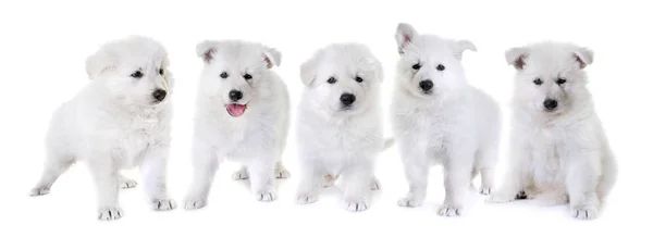 Puppies White Swiss Shepherd Dog — Stock Photo, Image