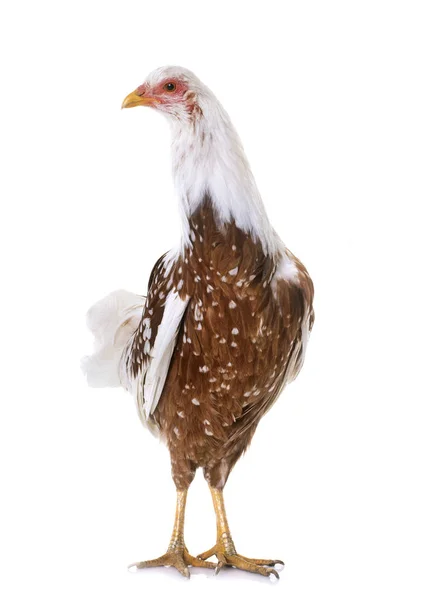 Jokohama-Huhn im Atelier — Stockfoto