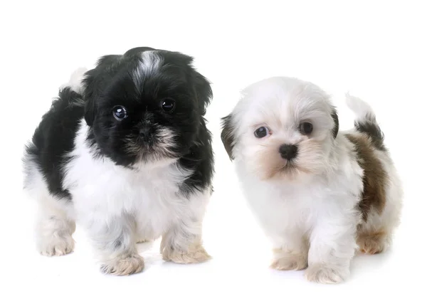 Cachorros shih tzu en estudio — Foto de Stock