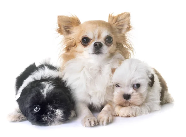 Pups shih tzu en chihuahua — Stockfoto