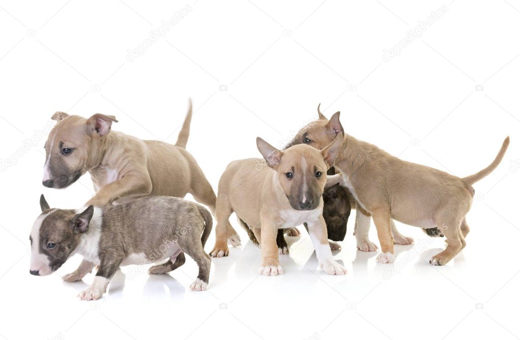 group of miniature bull terrier