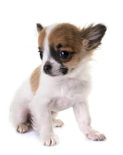 Puppy chihuahua in studio — Stock Photo, Image