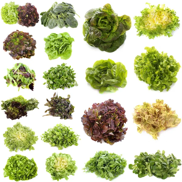 Variedades de ensaladas —  Fotos de Stock