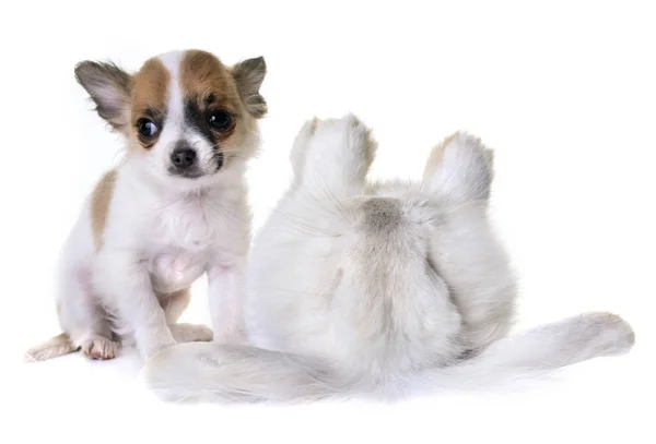 Chihuahua cachorro y conejo — Foto de Stock