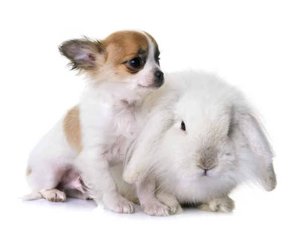 Chihuahua de cachorro e coelho — Fotografia de Stock
