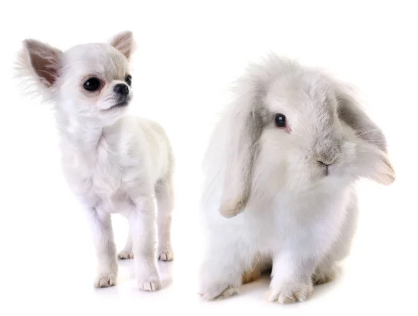 Chihuahua de cachorro e coelho — Fotografia de Stock