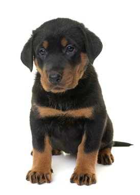 köpek yavrusu beauceron Studio