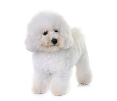 Bichon frise Studio