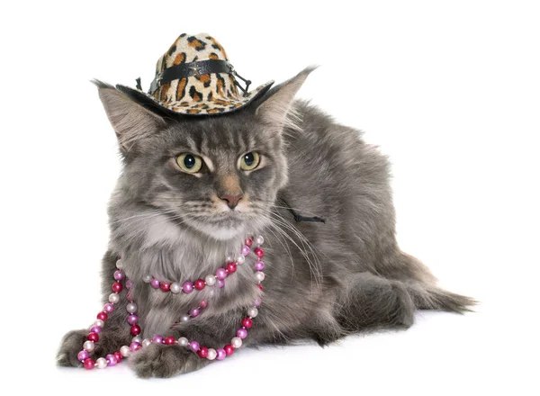 Maine coon kot i kapelusz — Zdjęcie stockowe