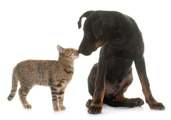 Young beauceron dog and kitten — Stock Photo, Image