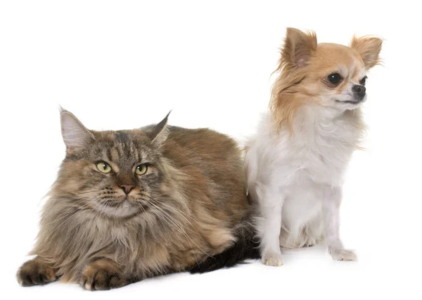 Maine gato mapache y chihuahua — Foto de Stock