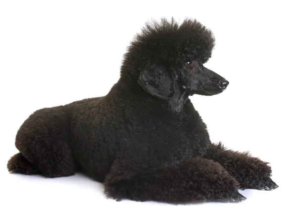Poodle anão preto — Fotografia de Stock