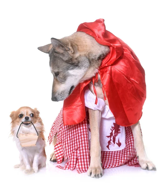 Saarloos vestidos de perro lobo y chihuahua — Foto de Stock