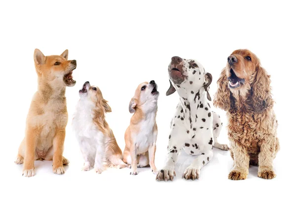 Grupo de perros aullando — Foto de Stock