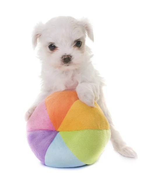 Maltees puppy hondje — Stockfoto