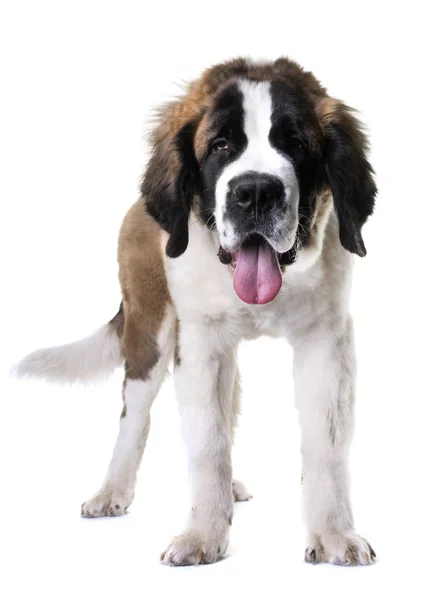 Jonge saint bernard — Stockfoto