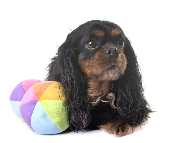 Cavalier King Charles — Zdjęcie stockowe