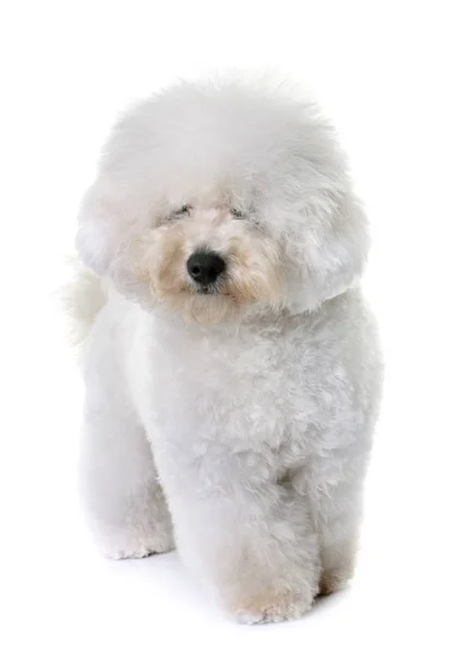 Bichon frise no estúdio — Fotografia de Stock