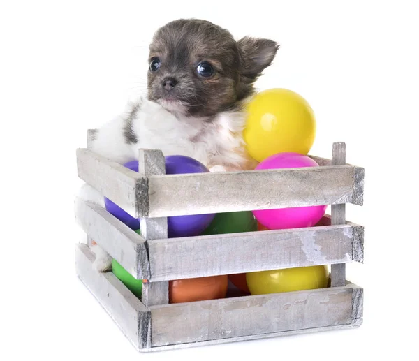 Cucciolo chihuahua in studio — Foto Stock