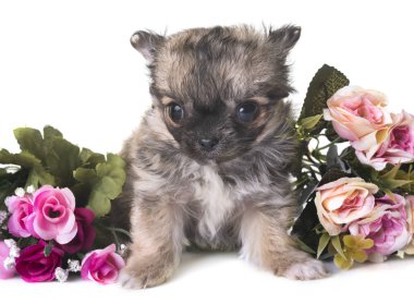 köpek chihuahua Studio