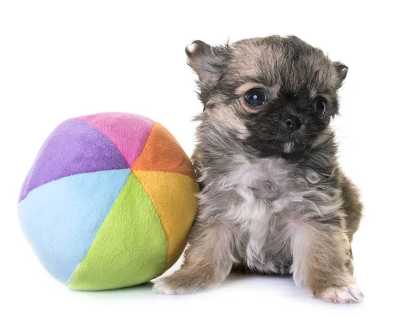 Chihuahua cachorro en estudio — Foto de Stock