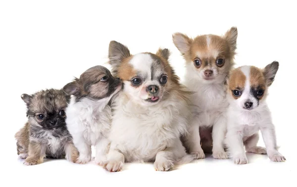 Cachorros chihuahua e adultos — Fotografia de Stock