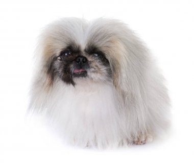 Studio fino köpeği