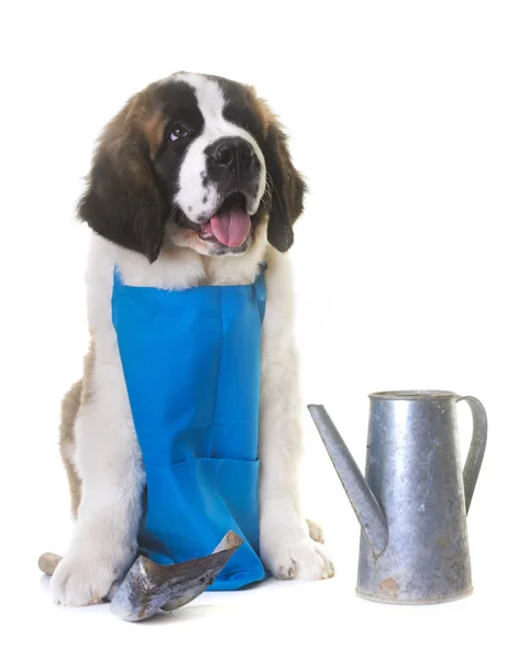 Puppy saint bernard tuinman — Stockfoto