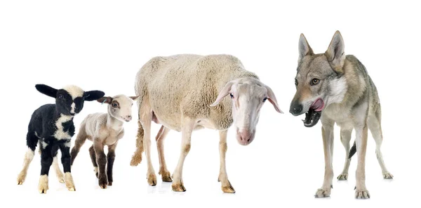 Ewe, lambs and wolf — Stock Photo, Image