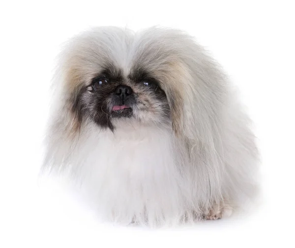 Pekingese cão no estúdio — Fotografia de Stock