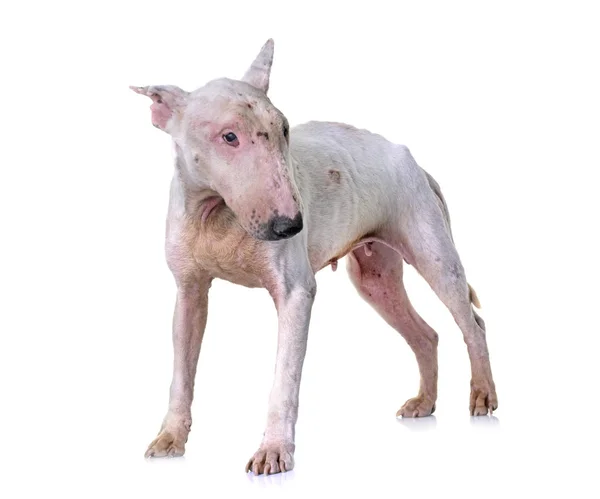 Thin bull terrier — Stock Photo, Image