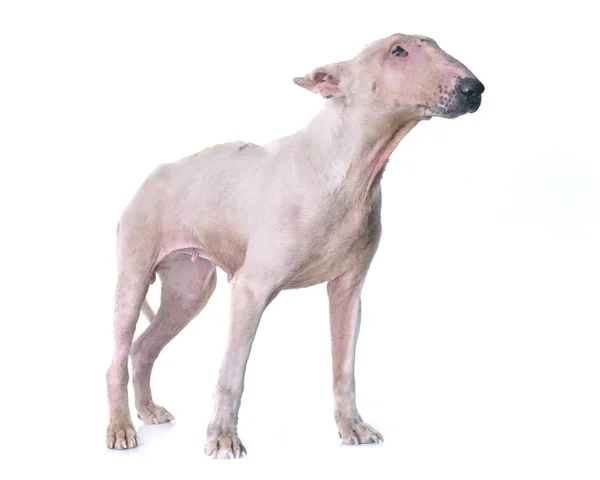 Thin bull terrier — Stock Photo, Image