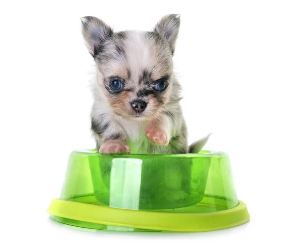 Puppy chihuahua eten — Stockfoto