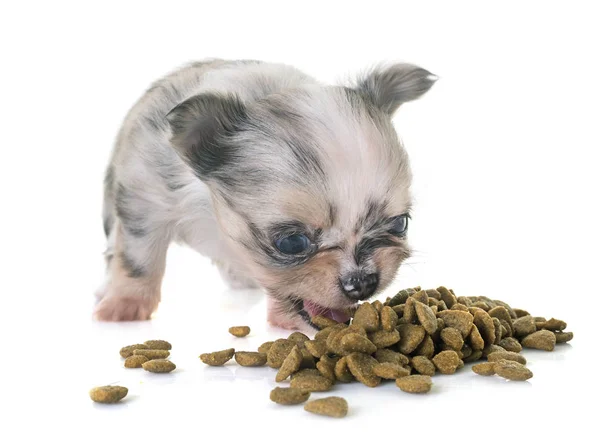 Puppy chihuahua eten Stockfoto