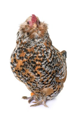 Barbu d'Anvers in studio