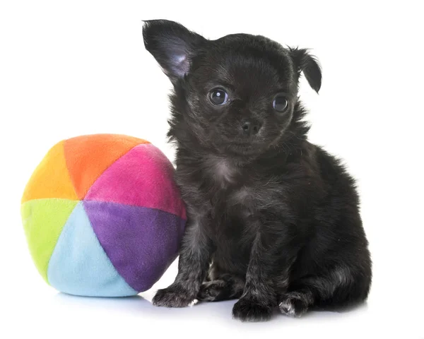 Puppy chihuahua in studio — Stockfoto