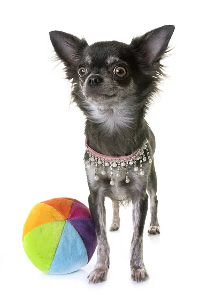 Jeune chihuahua en studio — Photo