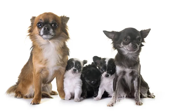 Skupina Chihuahua ve studiu — Stock fotografie