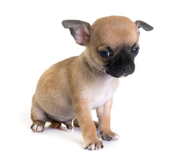 köpek chihuahua Studio